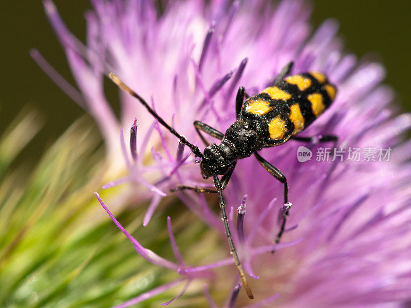 四棱长角甲虫(letura quadrifasciata)